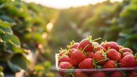 Fresh ripe strawberries in glass bowl at organic farm during golden hour sunset with green plants and warm sunlight creating natural agricultural harvest scene.