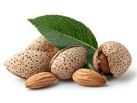 Fresh almonds with shells and green leaf on white background, whole and cracked nuts showing kernel inside, macro food photography for packaging design.