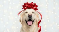 Golden retriever dog wearing red gift bow on head with tongue out against bokeh lights background for holiday greeting cards and festive decorations.