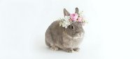 Adorable gray rabbit wearing delicate floral crown with pink and white flowers isolated on white background for spring Easter holiday designs.