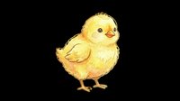 Cute yellow chick isolated on transparent background, ready for t-shirt design, clipart, stickers, print-on-demand products, and sublimation projects.