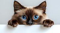 Adorable Siamese kitten with bright blue eyes peeking over white surface, fluffy brown and cream fur, playful pose for pet care and animal lover designs.