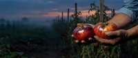 Farmer hands holding fresh ripe tomatoes at sunset in organic vegetable garden with plants in background for healthy food and agriculture concepts.