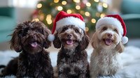 Three happy dogs wearing Santa hats sitting together and smiling at camera with Christmas tree lights bokeh in background, holiday pet portrait.