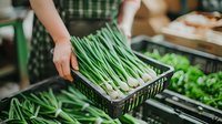 Fresh green onions in plastic container at farmers market. Hands arranging organic produce display. Local food shopping and sustainable agriculture concept.