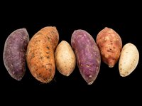 Assorted fresh potatoes including purple, orange, and tan varieties isolated on transparent background, ready for culinary design, recipe graphics, food packaging, print-on-demand products and digital cooking content.