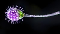 Microscopic view of purple virus cell with spiky surface and long tail against dark background, scientific visualization for medical and educational purposes.