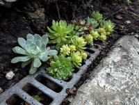 Succulent plants growing through drainage grate in garden soil, showing resilience and adaptation in urban environment.