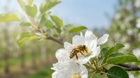 Honeybee collecting nectar from white apple blossom in spring orchard. Pollination process supports fruit production and ecosystem health in nature.