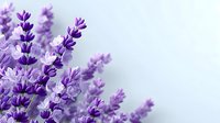 Fresh purple lavender flowers blooming in soft natural light with copy space for aromatherapy spa wellness and relaxation design projects.