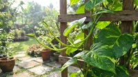 Lush green climbing plant growing on wooden trellis in sunny garden with terracotta pots and stone pathway creating peaceful outdoor living space.
