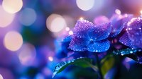Delicate blue hydrangea flower with water drops and morning dew against purple bokeh background creates dreamy, romantic atmosphere for nature photography.