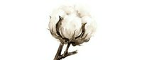 Cotton plant branch with fluffy white bolls isolated on transparent background for natural textile design and organic farming concepts.