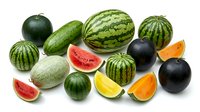 Fresh assorted melons and citrus fruits collection isolated on white background for healthy eating and nutrition concepts.