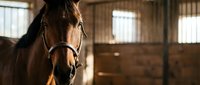Brown horse wearing halter standing in sunlit stable with wooden stalls and windows, suitable for equestrian, farm, and animal care content.