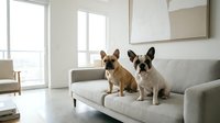 Two fawn and white French Bulldogs sitting on a light gray upholstered sofa in a bright, minimalist living room with large windows and modern decor.