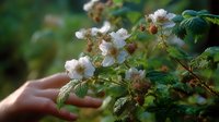 Gentle female hand reaching to touch delicate white blackberry blossoms against blurred green foliage background, creating soft romantic spring garden atmosphere.