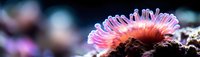 Vibrant pink sea anemone with delicate tentacles swaying underwater in marine aquarium environment. Colorful coral reef life for educational content.