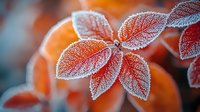 Delicate frost crystals on red autumn leaves create magical winter morning atmosphere, with soft bokeh background highlighting seasonal nature transition.