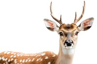 Young spotted deer with antlers looking at camera against white background, close up portrait of wild animal head and shoulders isolated.