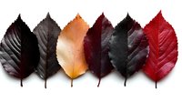 Autumn leaves collection in gradient colors from dark to red isolated on white background for seasonal design projects.