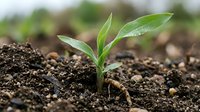 Young green plant seedling emerging from rich dark soil with water droplets on leaves representing new life, growth, agriculture and environmental sustainability.