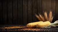 Fresh corn cobs and golden wheat ears on dark rustic wooden background with scattered corn grains, moody food photography composition.