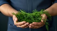Fresh dill herb held in hands by farmer or gardener wearing blue shirt. Aromatic green herb for cooking, culinary use, and organic farming.