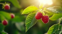 Fresh red raspberries growing on green leafy branch with warm sunlight filtering through foliage in organic garden setting for healthy eating concepts.