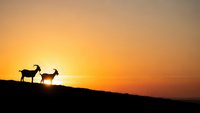Two goats silhouetted against golden sunset sky on hillside ridge creating dramatic pastoral scene for nature and livestock photography projects.