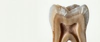 Cross-section of human tooth showing internal anatomy with pulp chamber and root canals for dental education and medical training materials.