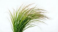 Lush green ornamental grass bunch with feathery seed heads, isolated on white background, ready for design use.