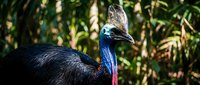 Cassowary bird with distinctive blue and black plumage and prominent casque crest in tropical rainforest habitat for wildlife and nature projects.