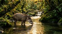 Wild tapir drinking water from tropical rainforest stream surrounded by lush green vegetation and ferns in natural jungle habitat during golden hour sunlight.