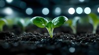 Young green seedling emerging from rich soil with bokeh light effect background, symbolizing growth, new beginnings, and environmental sustainability.