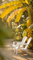 White plastic chairs under golden banana tree leaves in warm sunlight creating peaceful tropical garden retreat atmosphere for relaxation and vacation concepts.