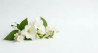 White jasmine flowers with green leaves arranged on clean white background for spa, wellness, aromatherapy and natural beauty concepts.