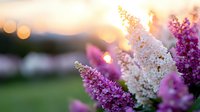 Dreamy garden scene with white and purple lilac flowers against golden sunset bokeh background, creating romantic spring atmosphere. Perfect for nature decor.