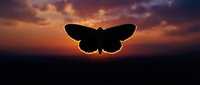 Butterfly silhouette against dramatic sunset sky with orange and purple clouds creating magical twilight atmosphere for nature and transformation concepts.