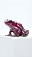 Vibrant magenta and white patterned frog isolated on white background, suitable for educational materials, wildlife design projects, and nature-themed graphics.