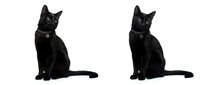 Black cat sitting upright with alert expression, isolated on white background, ready for design use on merchandise, marketing materials, and pet-related projects.