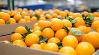 Fresh ripe oranges with green leaves in wooden crates at wholesale market or warehouse, selective focus on bright citrus fruits in storage boxes.
