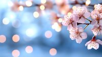 Spring cherry blossom flowers with soft bokeh lights background for seasonal greeting cards and romantic designs.