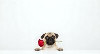 Adorable pug puppy holding red rose in mouth on white background, romantic Valentine's Day pet portrait for greeting cards and love themes.