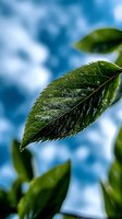 Fresh green leaf with water drops against blurred blue sky and clouds background, macro nature photography showing detailed leaf texture and veins.