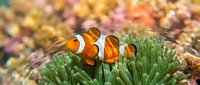 Clownfish swimming among green sea anemone tentacles in coral reef habitat, marine life and underwater ecosystem for nature and aquatic content.