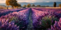 Vibrant purple lavender field stretching to horizon with mountains in background, bathed in warm sunset light creating serene countryside landscape.