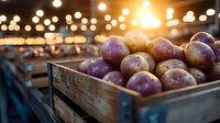 Fresh purple and gold potatoes in rustic wooden crate at farmers market with warm bokeh lights creating cozy atmosphere. Local organic produce display.