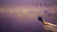 Cropped hand holding fresh lavender bunch against soft purple sunset sky background, suitable for wellness, spa, and lifestyle marketing materials.