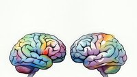 Colorful human brain anatomy illustration showing left and right hemispheres with rainbow gradient sections for medical education and neuroscience concepts.